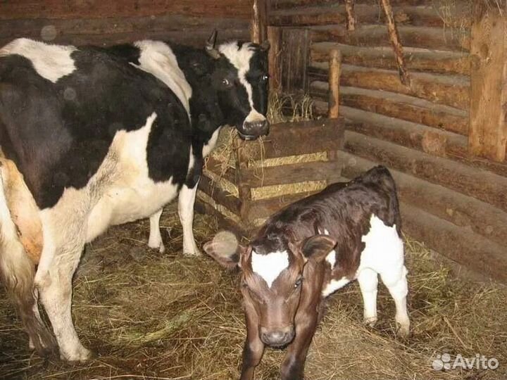 Молочные коровы