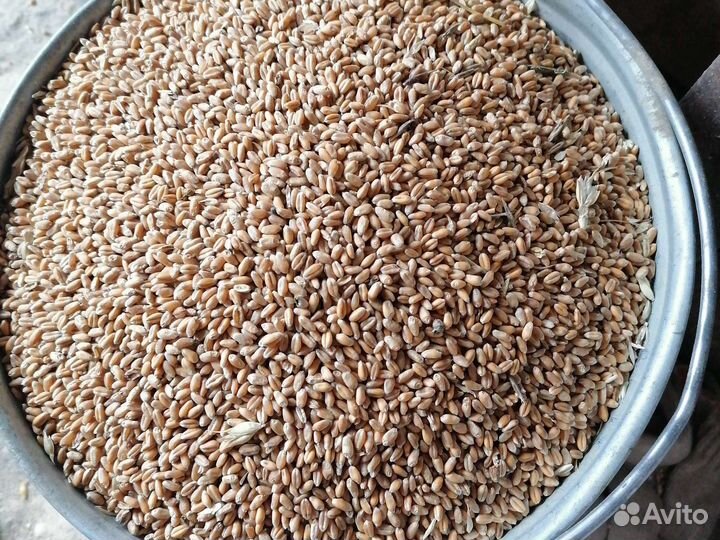 Зерновые культуры а также полнорационный комбикорм