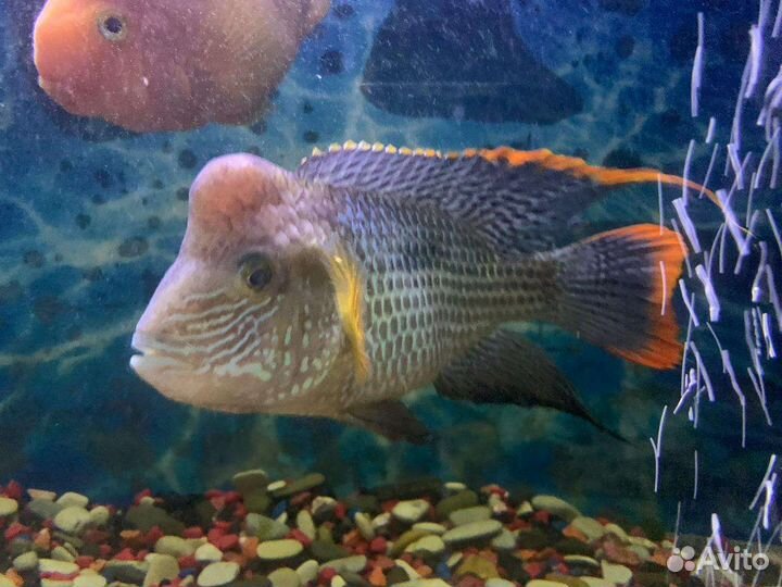 Аквариумные рыбки