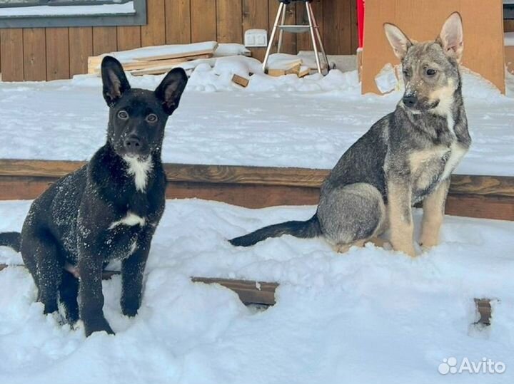 Щенки-Ничейное счастье