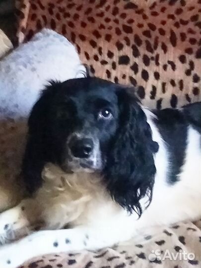 Русский спаниель