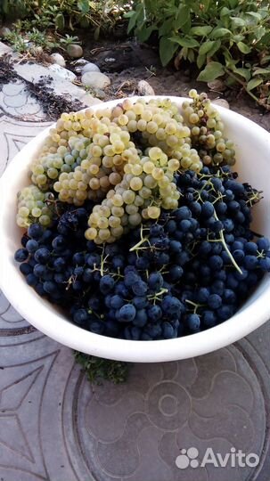 Виноград, саженцы