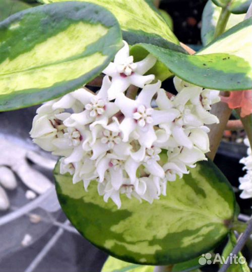 Хойя аустралис Лиза