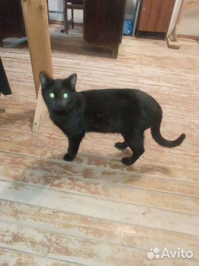 Кошка и кот