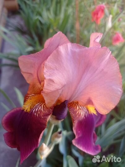 Ирисы сортовые, корни цветов