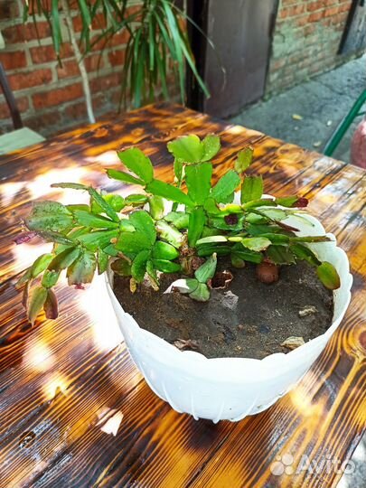 Цветы комнатные разные