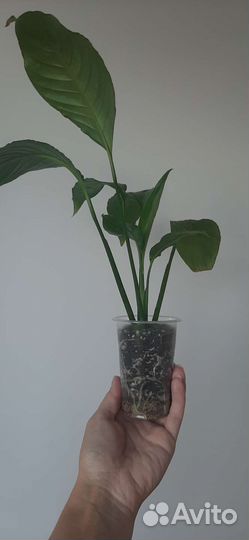 Спатифиллум