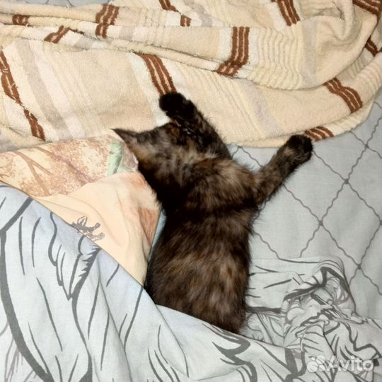 Котята бобтейл