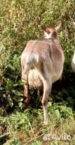 Коза дойная. Козочка англо-нубийская