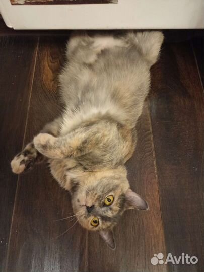 Кошка в дар бесплатно