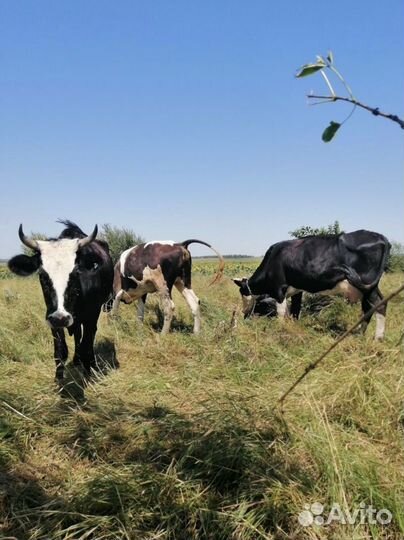 Топленое масло гхи 350 мл