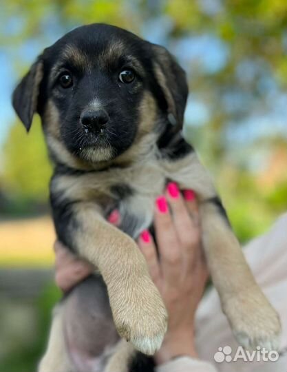 Собака в добрые руки отдам бесплатно