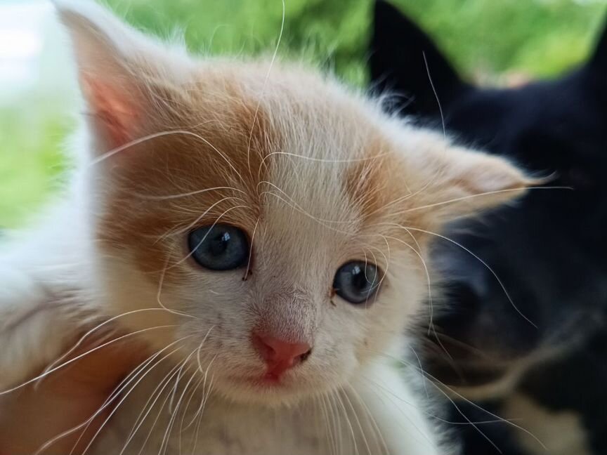 Котенок, брошенный в садоводстве ищет дом