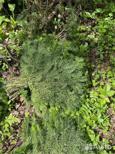 Веники и лапки для бани пихтовые