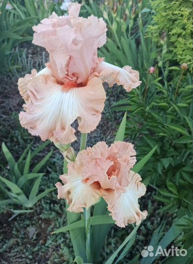 Ирисы сортовые