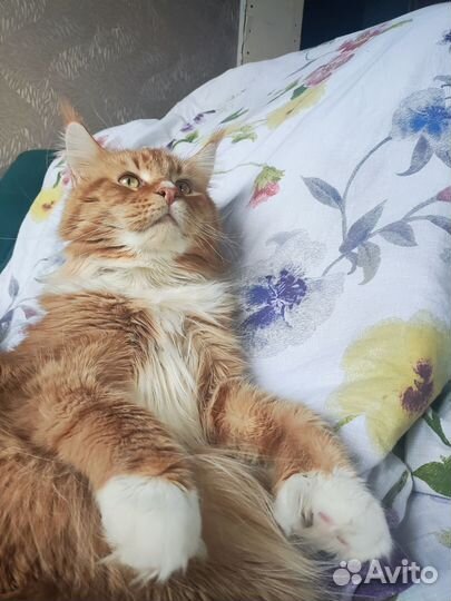 Котята мейн-кун полидакт