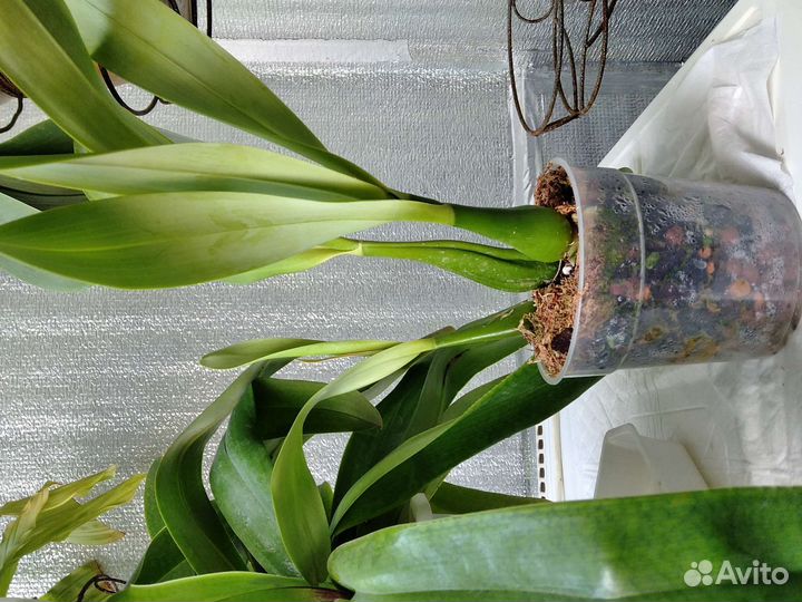 Редкие орхидеи