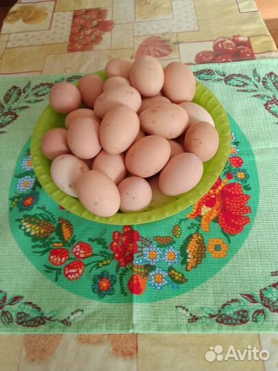 Домашние куриные яйца