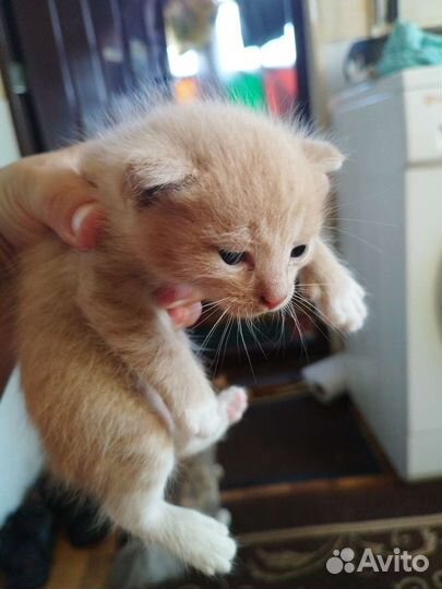 Кошка в дар