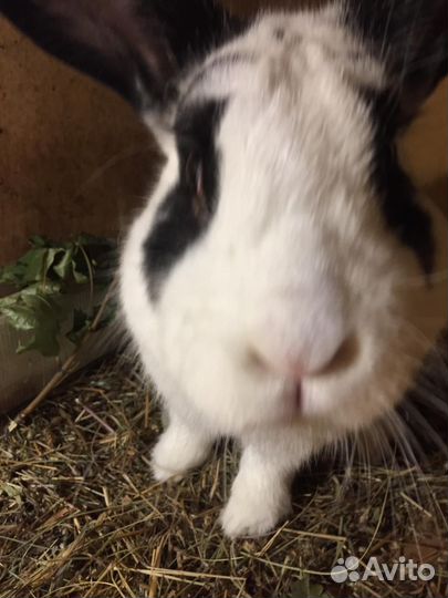 Кролик бабочка