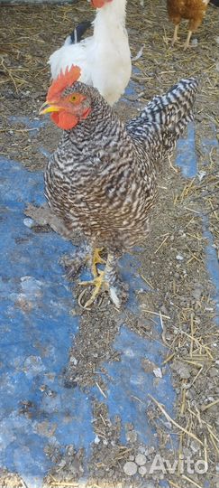 Молодые петухи