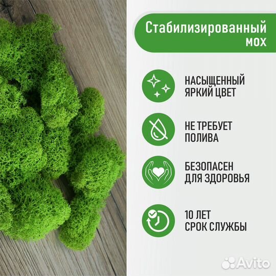 Стабилизированный мох от производителя