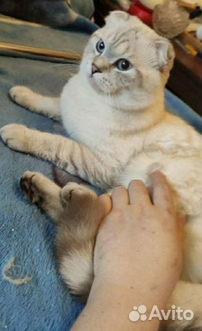 Шотландский кот на вязку