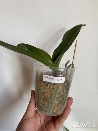 Орхидея Блэк Свен 5373