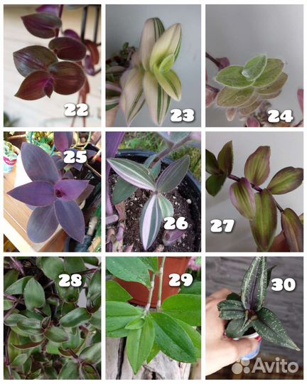 Традесканция 84 сорта