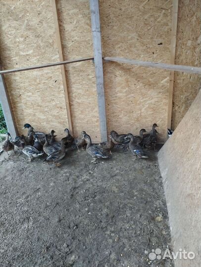 Чёрные Куры, Петухи, Цесарки