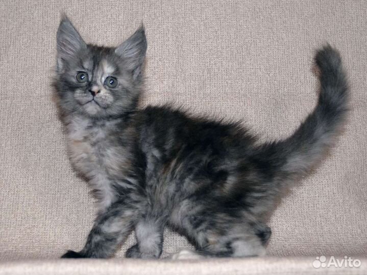 Котятки Мейн-Куна