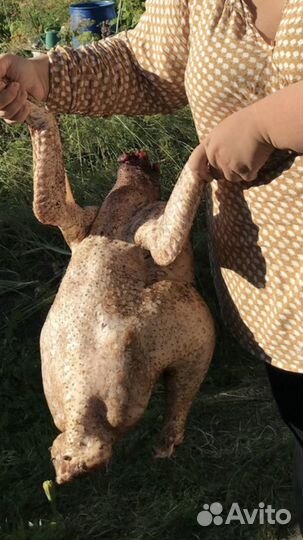 Тушка индейки