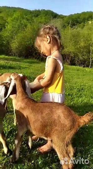 Англо-нубийские козлята выпоены