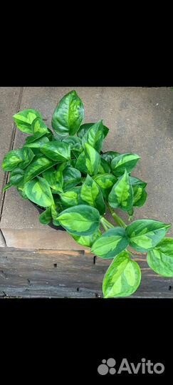 Плющи, сциндапсусы