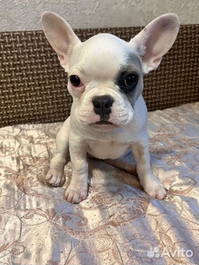 Французский бульдог девочка
