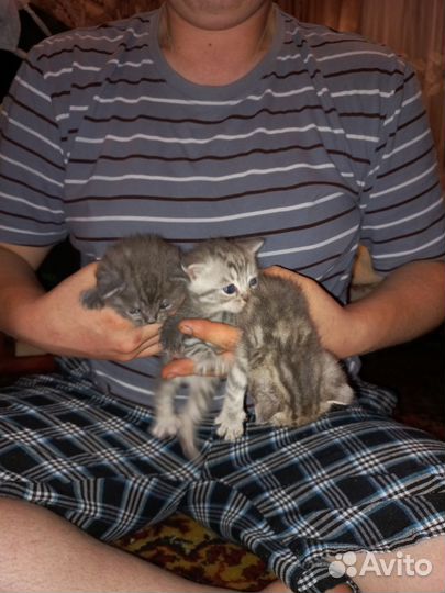 Шотландские вислоухие котята