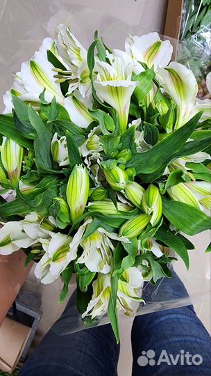 Альстромерия оптом из Краснодара