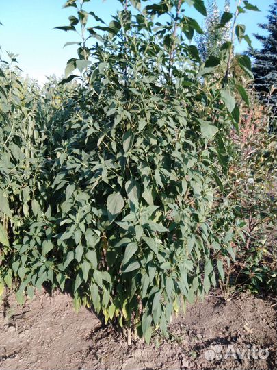 Топинамбур