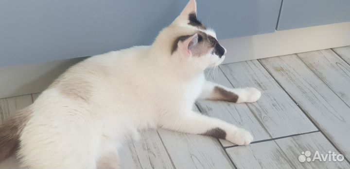 Молодая кошка
