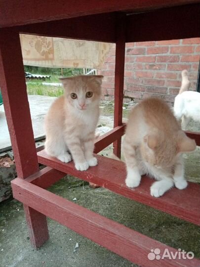 Кошка в дар бесплатно