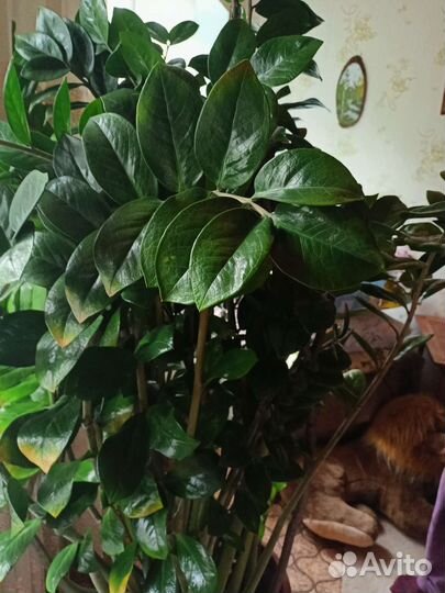 Замиокулькас