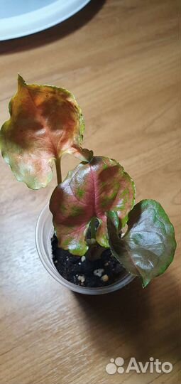 Сингониум клубничный лед