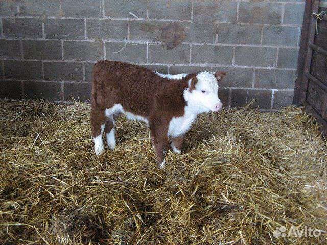 Телята бычки