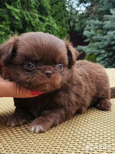 Чихуахуа девочка