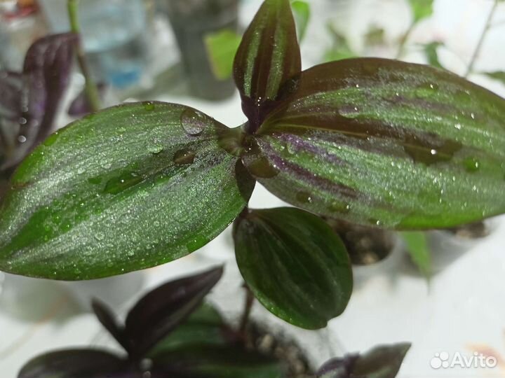 Традесканция сортовые