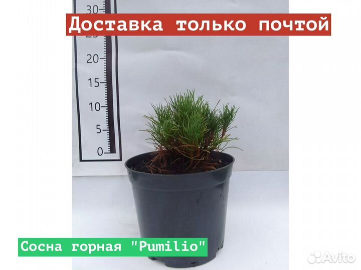 Сосна горная Pumilio