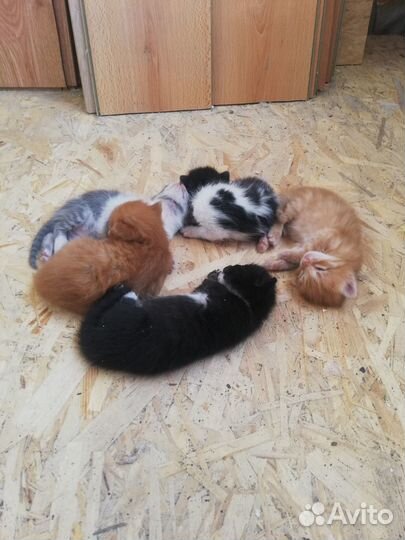 Котята в добрые руки