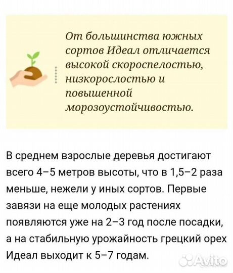 Грецкий орех 