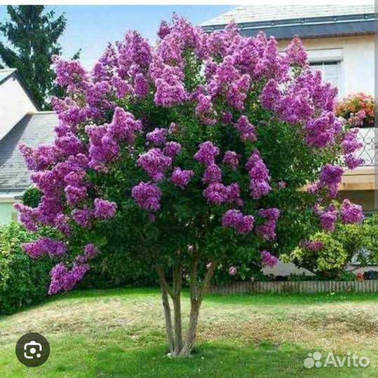 Сирень саженцы