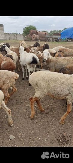 Овцы бараны